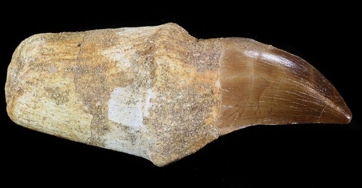 Rooted Mosasaur (Prognathodon) Tooth #43189